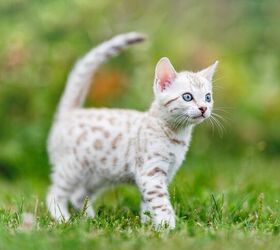 top 10 exotic looking cat breeds, Angela Kotsell Shutterstock