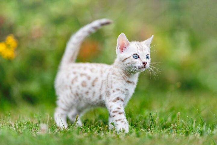 top 10 exotic looking cat breeds, Angela Kotsell Shutterstock