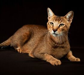 top 10 exotic looking cat breeds, Tania Wild Shutterstock