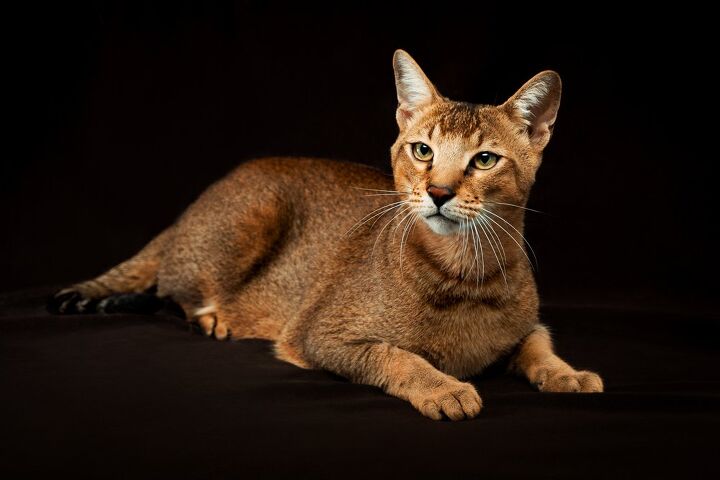 top 10 exotic looking cat breeds, Tania Wild Shutterstock