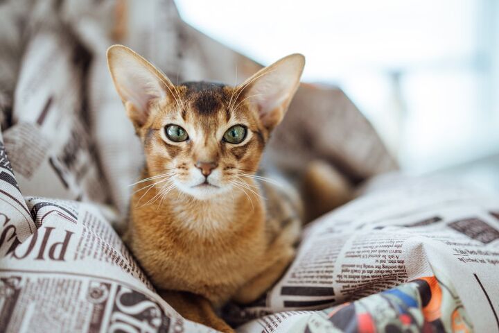 top 10 exotic looking cat breeds, Anastasija Kru Shutterstock