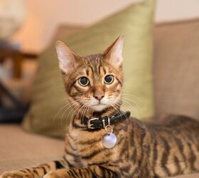 top 10 exotic looking cat breeds, stockelements Shutterstock