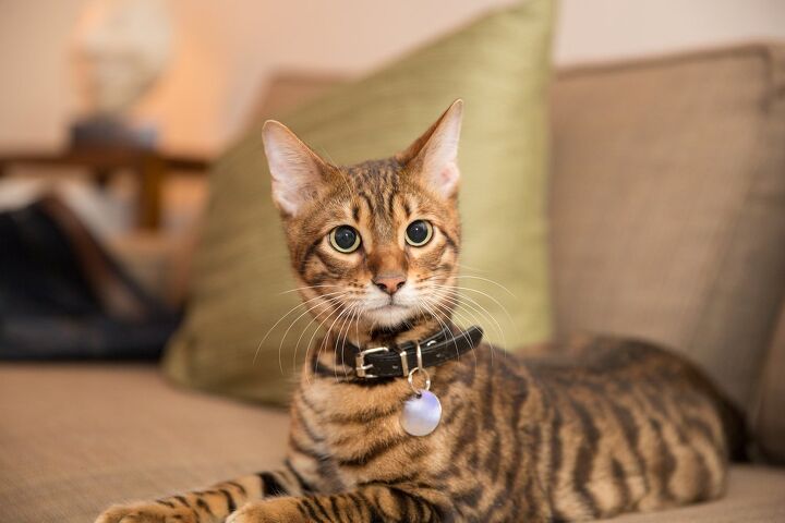 top 10 exotic looking cat breeds, stockelements Shutterstock