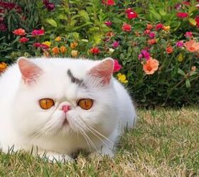 top 10 exotic looking cat breeds, Chanita Chokchaikul Shutterstock