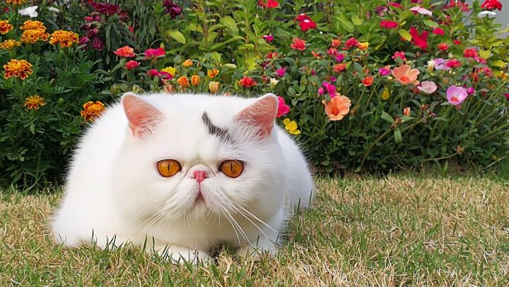 top 10 exotic looking cat breeds, Chanita Chokchaikul Shutterstock