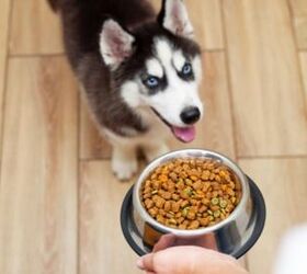best dog food for huskies, Andrii Spy k Shutterstock