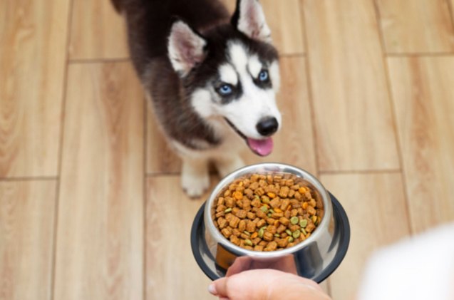 best dog food for huskies, Andrii Spy k Shutterstock