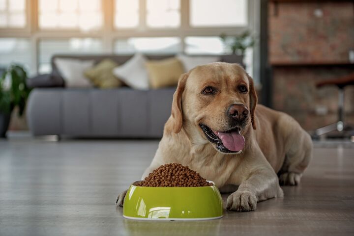 best dog food for labs, Olena Yakobchuk Shutterstock
