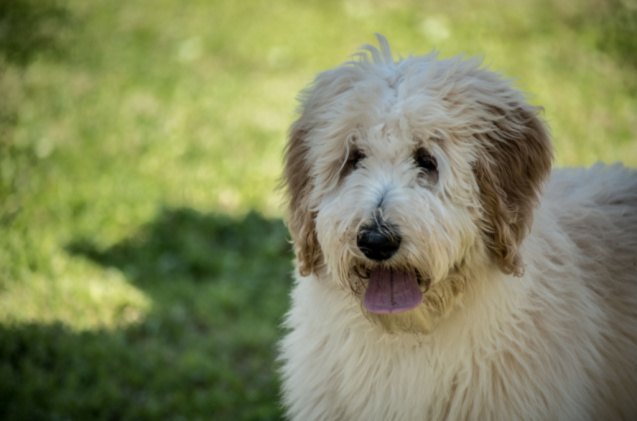 best dog food for goldendoodles, ronnie newman Shutterstock