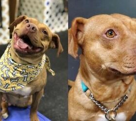 Adoptable Dog of the Week- Lollie