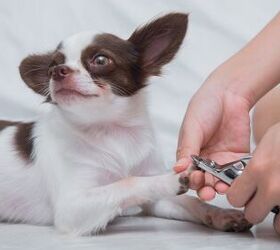 nail clipping versus grinding which is best and how do you choose, Khomkrit Songsiriwith Shutterstock
