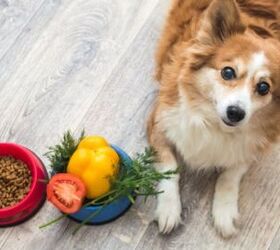 best affordable dog food, Anastasiya Tsiasemnikava Shutterstock