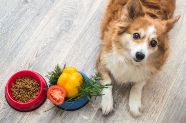 best affordable dog food, Anastasiya Tsiasemnikava Shutterstock