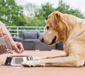 Best Dog Food for Diabetic Dogs