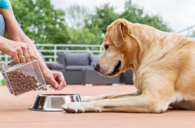 best dog food for diabetic dogs, Christian Mueller Shutterstock