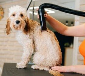 best dog blow dryer, Dikushin Dmitry Shutterstock