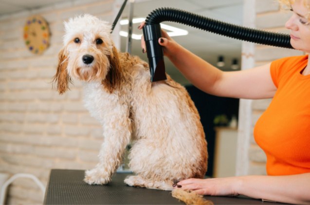 best dog blow dryer, Dikushin Dmitry Shutterstock