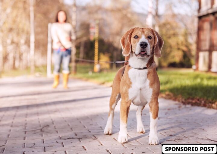 what is canine liability, Soloviova Liudmyla Shutterstock