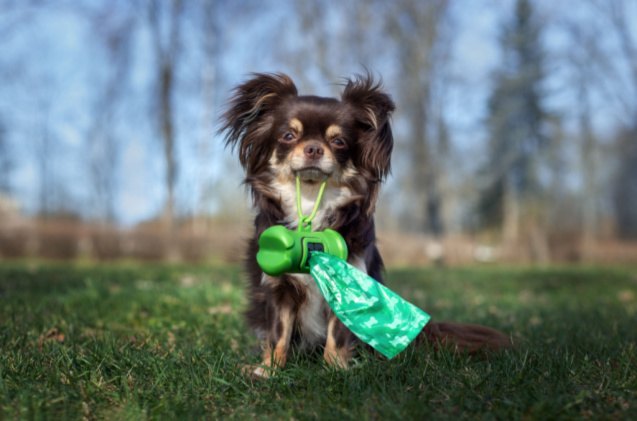 best dog poop bag holder, otsphoto Shutterstock