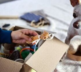 best pet subscription boxes, Iryna Imago Shutterstock