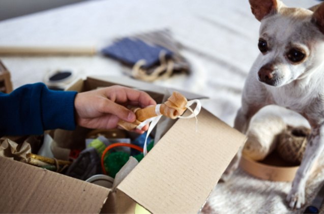 best pet subscription boxes, Iryna Imago Shutterstock