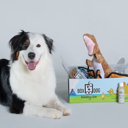 Pet Collection Box Best Pet Subscription Boxes | PetGuide