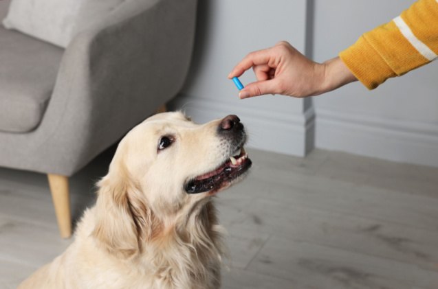 best pill pockets for dogs, New Africa Shutterstock