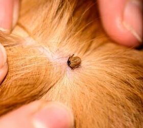Lyme Disease In Dogs Is On the Rise: Here's What You Need to Know