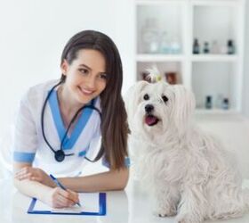 what factors go into determining monthly premium for dog insurance, Viktor Gladkov Shutterstock