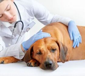 how do dog insurance companies check for pre existing conditions, Zontica Shutterstock