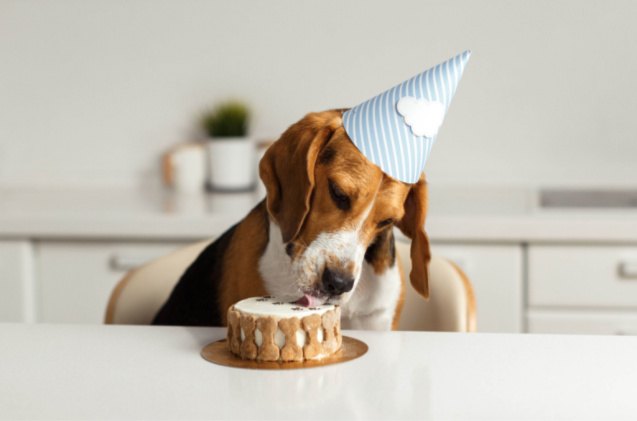best dog cake mix, Melianiaka Kanstantsin Shutterstock