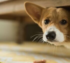 best calming chews for dogs, Paul s Lady Shutterstock