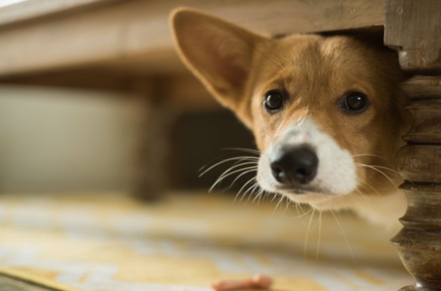 best calming chews for dogs, Paul s Lady Shutterstock