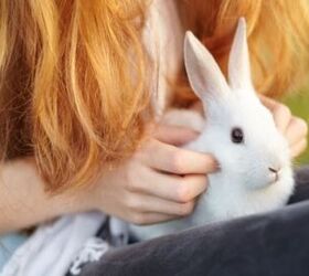 top 10 best rabbits for 4h, PeopleImages com Yuri A Shutterstock