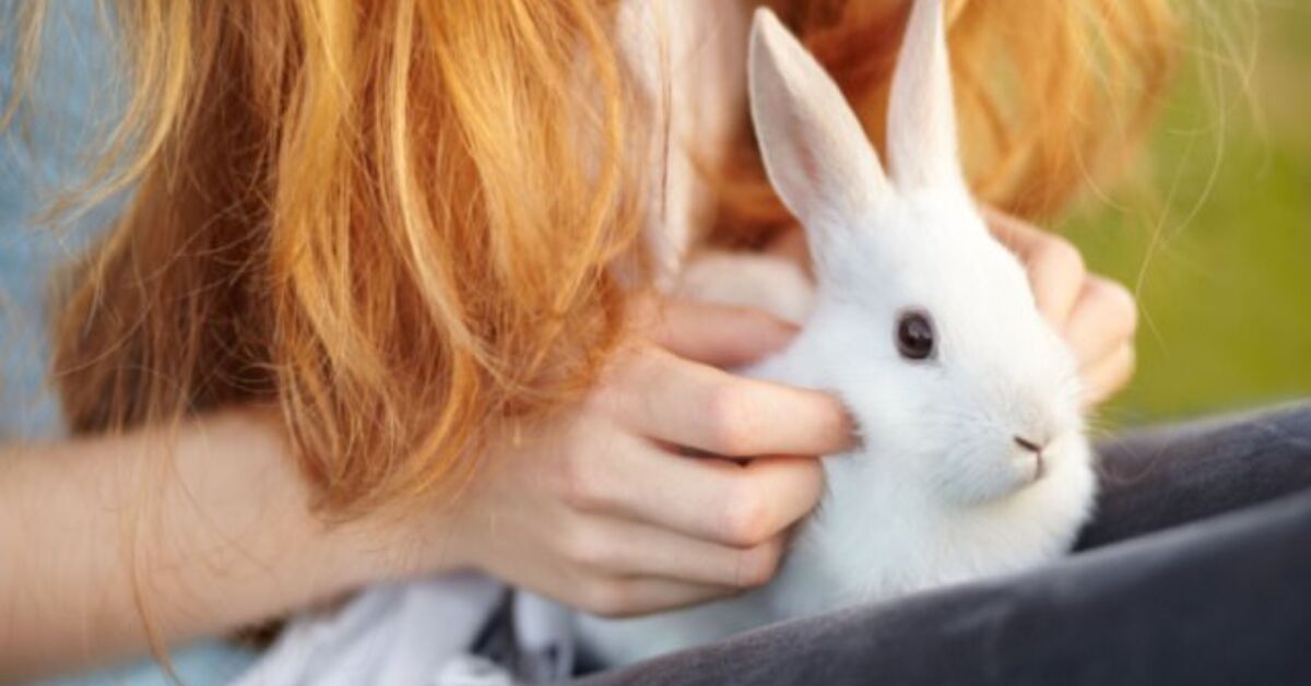Top 10 Best Rabbits for 4H | PetGuide