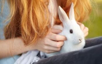 Top 10 Best Rabbits for 4H