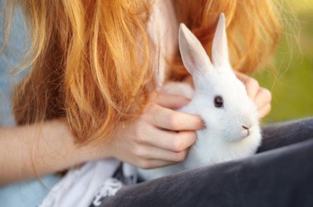 top 10 best rabbits for 4h, PeopleImages com Yuri A Shutterstock
