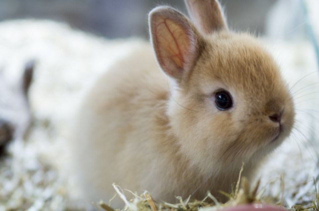 top 10 best rabbits for 4h, RATT ANARACH Shutterstock