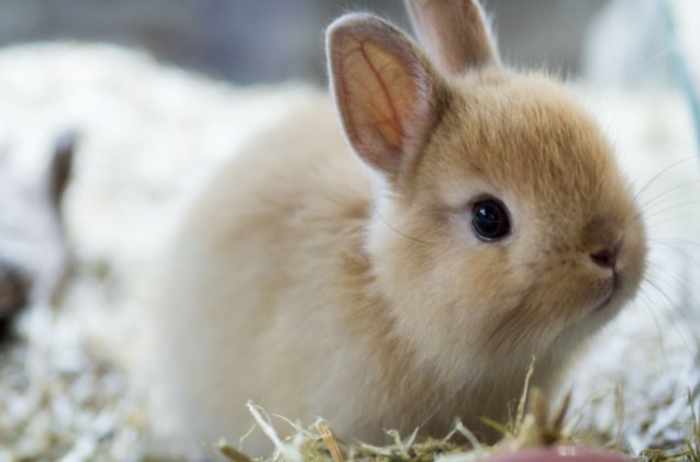 Top 10 Best Rabbits for 4H | PetGuide