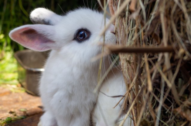 top 10 best rabbits for 4h, Sindii Shutterstock