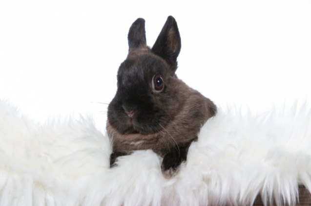 Top 10 Best Rabbits for 4H | PetGuide