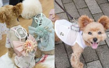 Japan Invents Wearable Fans for Dogs Due to Rising Temperature