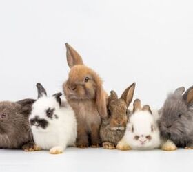 10 Most Popular Rabbit Breeds