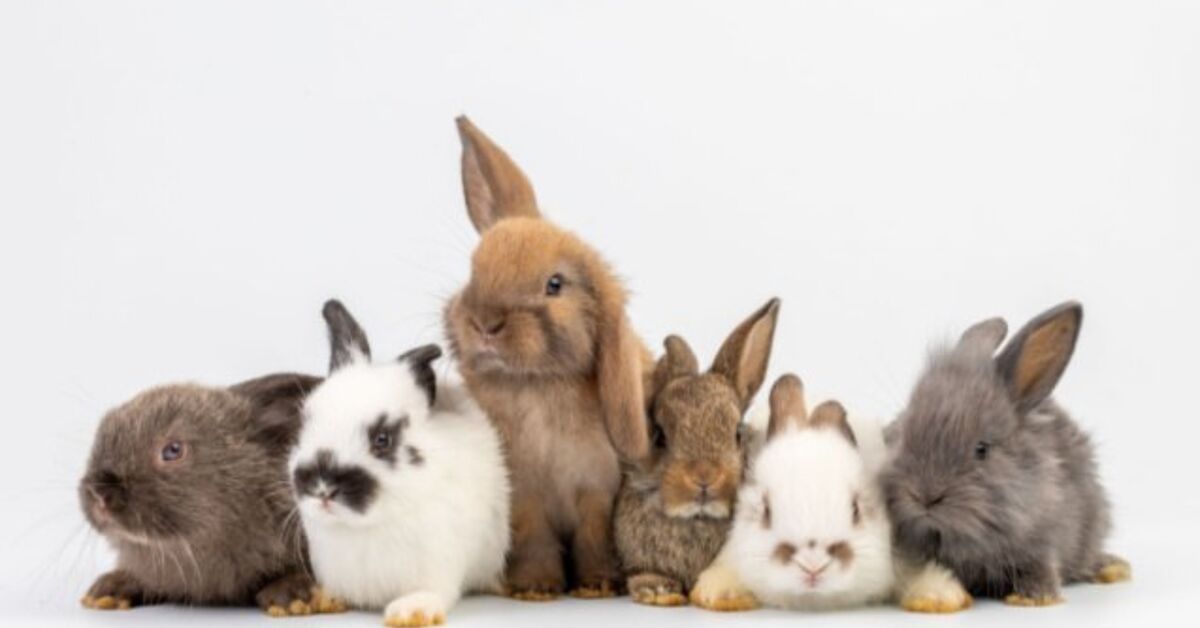 10 Most Popular Rabbit Breeds | PetGuide
