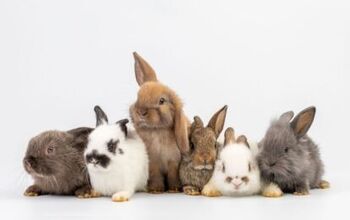 New Zealand Red Rabbit Information and Pictures - PetGuide | PetGuide