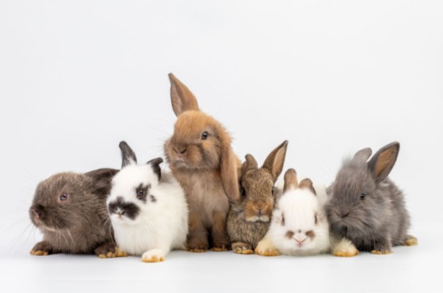 10 most popular rabbit breeds, UNIKYLUCKK Shutterstock