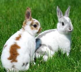 10 most popular rabbit breeds, Kassia Marie Ott Shutterstock