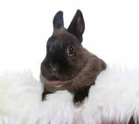 10 most popular rabbit breeds, Jne Valokuvaus Shutterstock