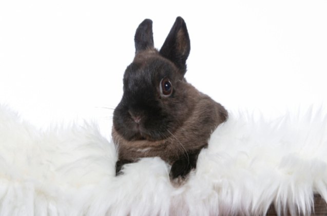 10 most popular rabbit breeds, Jne Valokuvaus Shutterstock