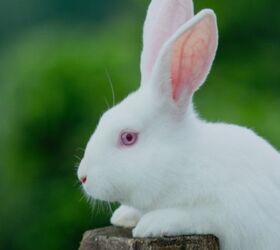 10 Most Popular Rabbit Breeds | PetGuide